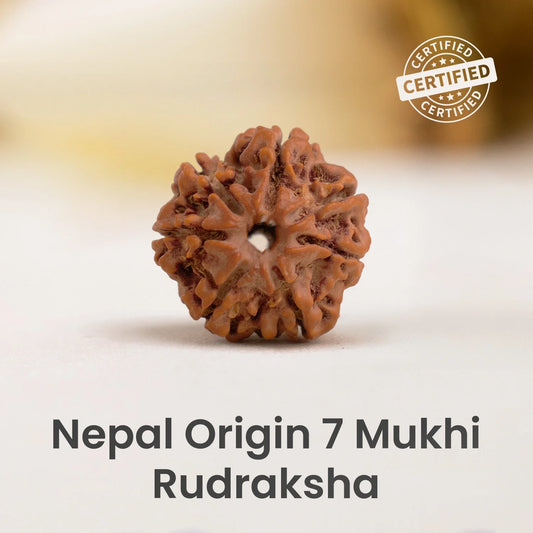 7 Mukhi Rudraksha Nepal Origin 18mm - 22mm Buy 1 Get 1 Free + Free Gifts