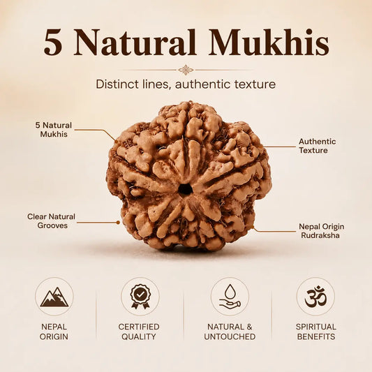 5 Mukhi Rudraksha Original Nepali Bead 18mm - 22mm (Buy 1 Get 1 Free)
