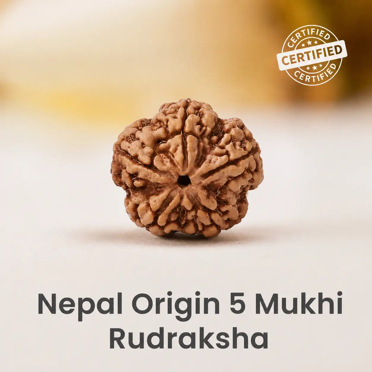 5 Mukhi Rudraksha Original Nepali Bead 18mm - 22mm (Buy 1 Get 1 Free)