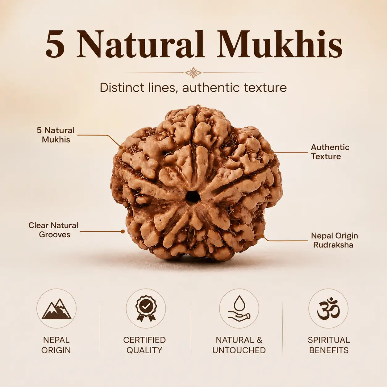 5 Mukhi Rudraksha Original Nepali Bead 18mm - 22mm (Buy 1 Get 1 Free)